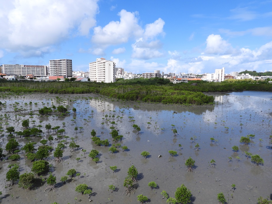 昔、『漫湖』は海みたいだった？ 〜漫湖の遷り変わり〜｜那覇市 小禄地域・豊見城市豊見城