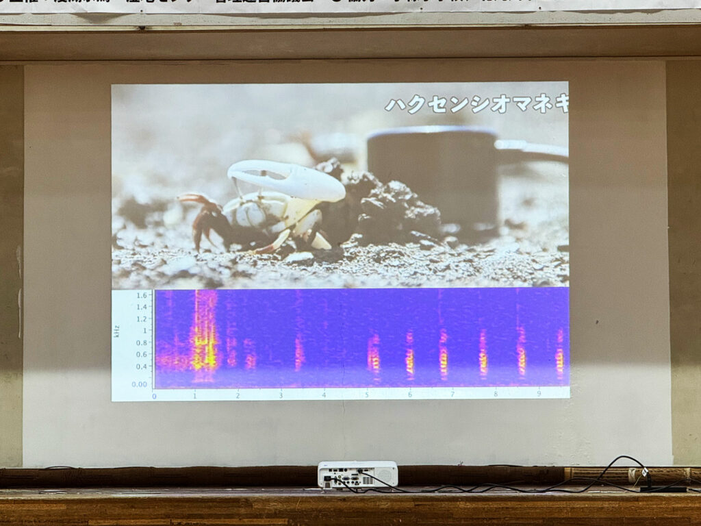 小禄小学校のシオマネキが干潟へ里帰り【前編】シオマネキについて学ぶ講演会( 2025年12月4日)|主催:漫湖水鳥・湿地センター管理運営協議会|那覇市字小禄 那覇市立小禄小学校