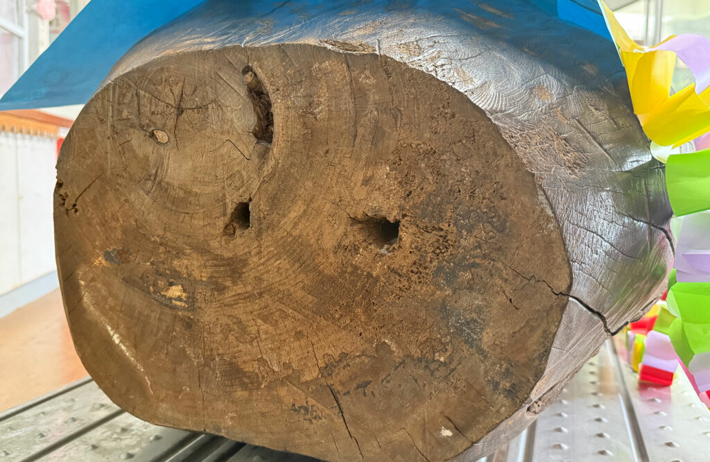 小禄小学校のシオマネキが干潟へ里帰り【前編】シオマネキについて学ぶ講演会( 2025年12月4日)|主催:漫湖水鳥・湿地センター管理運営協議会|那覇市字小禄 那覇市立小禄小学校