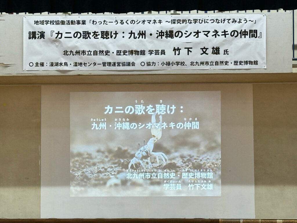 小禄小学校のシオマネキが干潟へ里帰り【前編】シオマネキについて学ぶ講演会( 2025年12月4日)|主催:漫湖水鳥・湿地センター管理運営協議会|那覇市字小禄 那覇市立小禄小学校