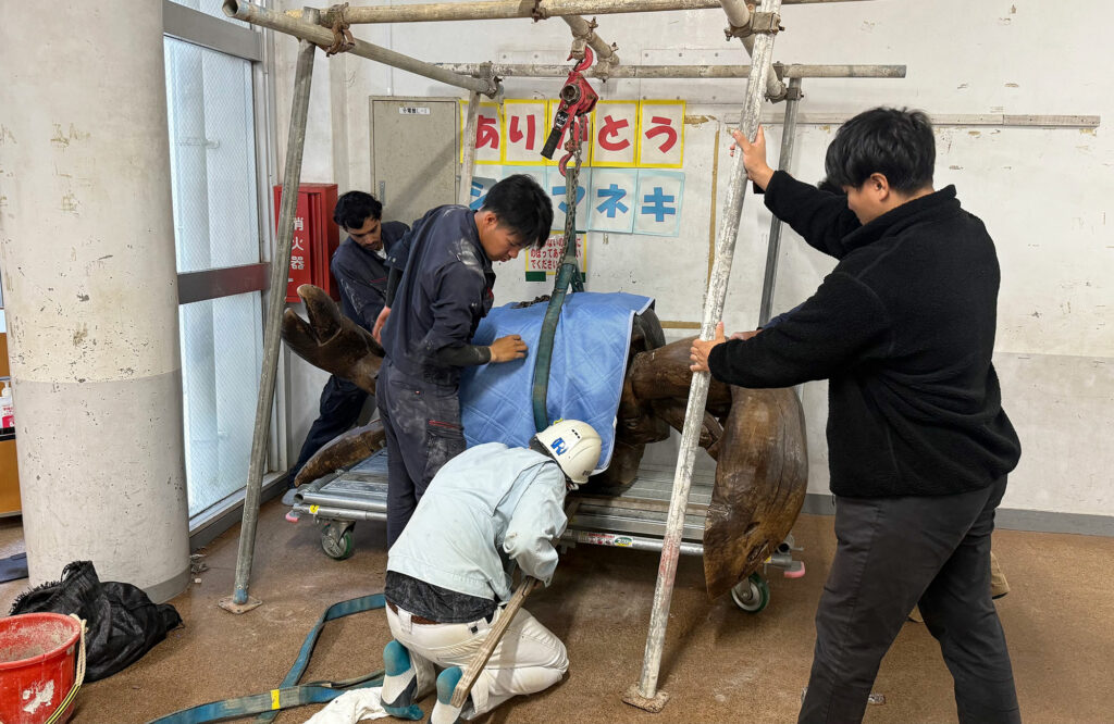小禄小学校のシオマネキが干潟へ里帰り【後編】シオマネキ引っ越し大作戦!( 2026年2月21日)|主催:漫湖水鳥・湿地センター管理運営協議会|那覇市立小禄小学校