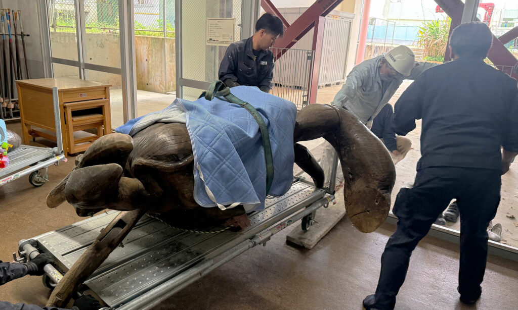 小禄小学校のシオマネキが干潟へ里帰り【後編】シオマネキ引っ越し大作戦!( 2026年2月21日)|主催:漫湖水鳥・湿地センター管理運営協議会|那覇市立小禄小学校