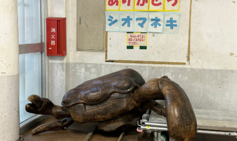 小禄小学校のシオマネキが干潟へ里帰り【後編】シオマネキ引っ越し大作戦!( 2026年2月21日)|主催:漫湖水鳥・湿地センター管理運営協議会|那覇市立小禄小学校